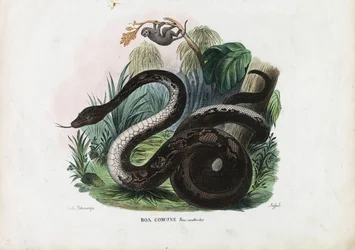 Boa Constrictor, 1863-79